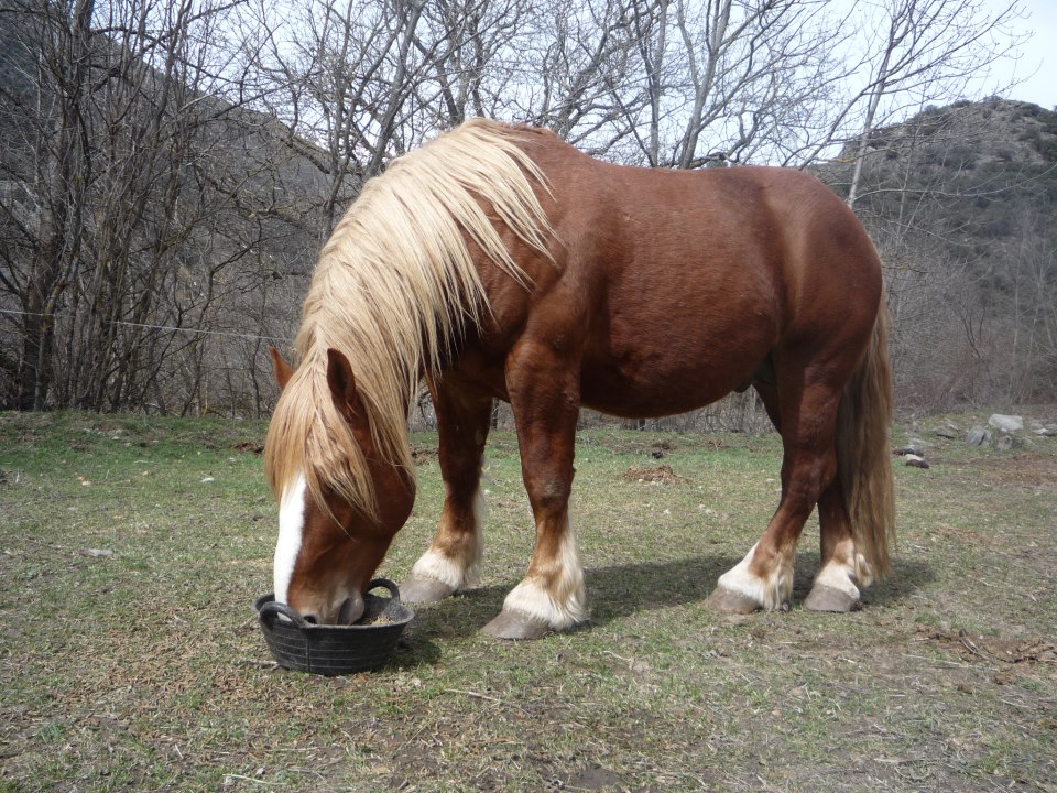 cavall pirinenc catala